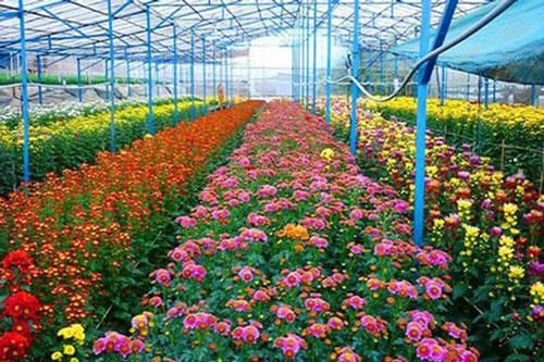 Vườn hoa Đà Lạt đón khách về đêm