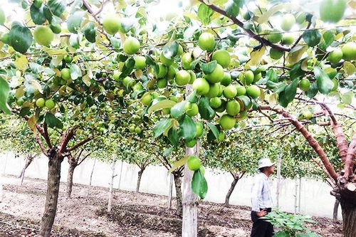 Xây dựng và quản lý Nhãn hiệu tập thể 'Táo Cam Thành Nam'