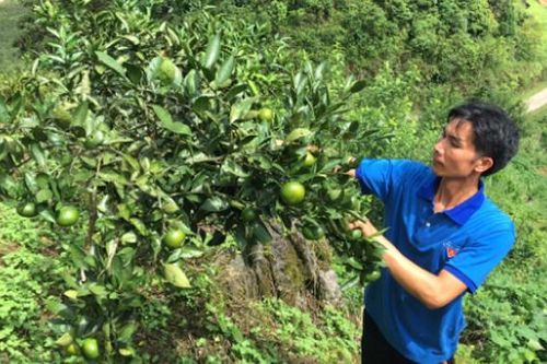 Thào Phủng Trường làm giàu trên quê hương