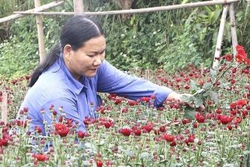 Hoa thêm thắm - Người thêm vui