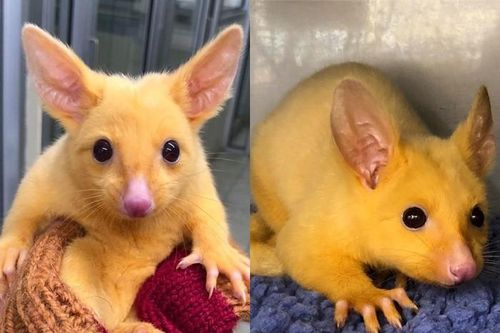 Pikachu là có thật, nhanh tay đón ngay về thôi!