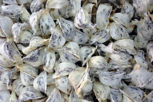 2 thanh niên bị bắt khi đang trộm yến
