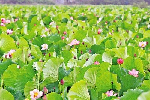 Thơm ngát hương sen
