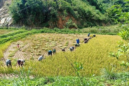 Áo xanh tình nguyện vùng biên giới gặt lúa giúp dân giữa trời 'đổ lửa'