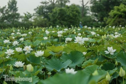 Đầm sen trắng nở rộ hút dân Thủ đô đến tạo dáng, chụp ảnh