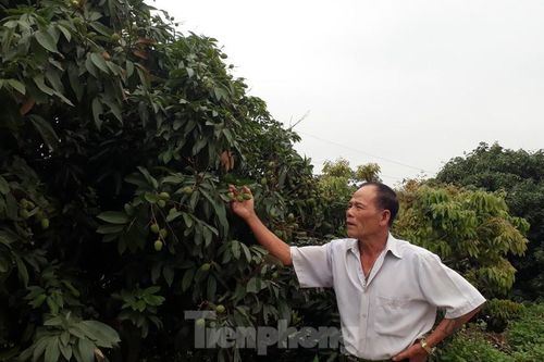 Lên phương án cách ly thương nhân nước ngoài để bán vải thiều