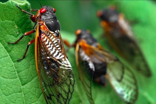 Sau giấc ngủ 17 năm, hàng triệu con ve sầu trồi lên mặt đất