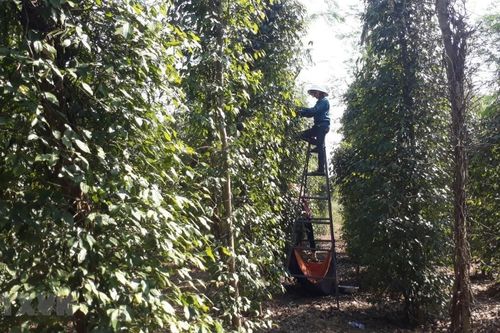 Bình Phước: Giá hồ tiêu nhích lên nhưng người trồng vẫn khó khăn