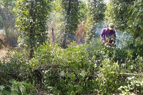 Giá hồ tiêu nhích lên nhưng người trồng vẫn khó khăn
