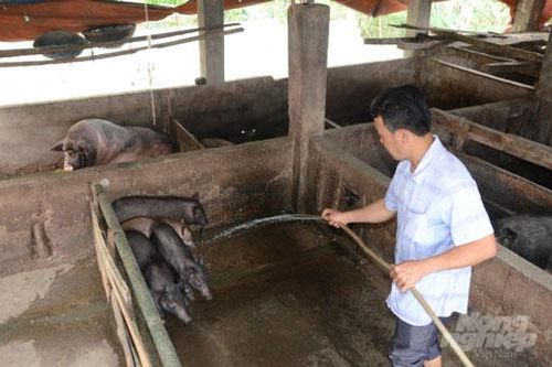 Tuyên Quang: Nuôi lợn Mán bán giá cao