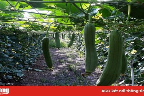 Nâng cao thu nhập từ trồng mướp theo hướng an toàn