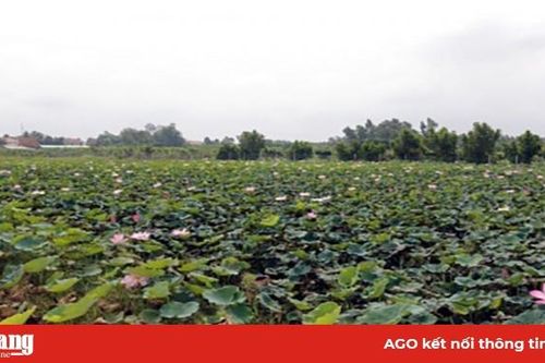 Trồng sen lấy gương mang lại hiệu quả cao