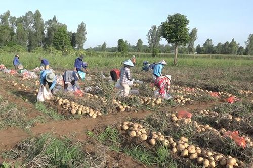Thu hoạch củ sắn trồng trên đất bãi bồi