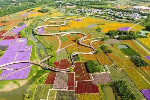 Chiêm ngưỡng cánh đồng hoa rực rỡ tại Trung Quốc