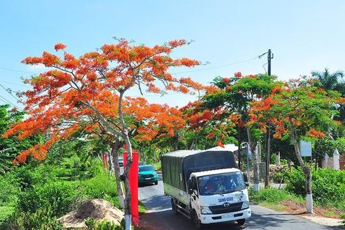 Con đường hoa phượng gần 5 km nở rộ ở Hậu Giang
