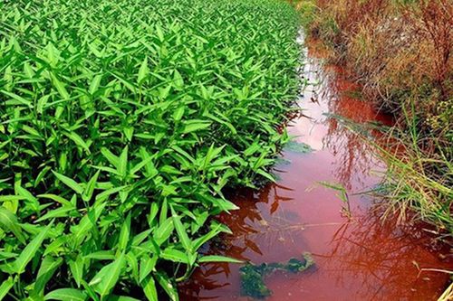 Kinh hãi dòng suối bất ngờ chuyển màu đỏ tươi như máu