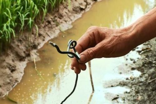 Thiệt mạng khi dùng kích điện bẫy chuột