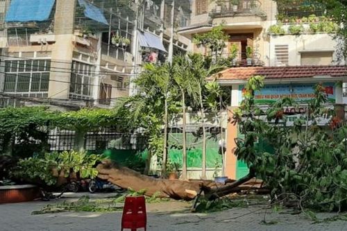 Cây phượng to trong sân trường bật gốc đổ vào nhiều học sinh đang xếp hàng vào lớp