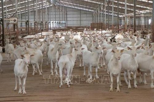 Kỳ vọng ở trang trại dê sữa lớn nhất Việt Nam