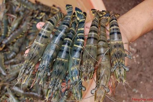 Tôm Việt Nam đón cơ hội từ hậu COVID-19