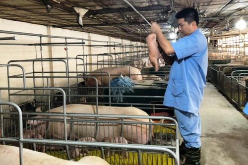 Tái đàn lợn theo hướng an toàn sinh học