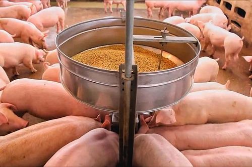ĐBSCL nỗ lực khôi phục đàn heo