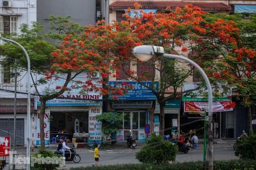 Phố phường Hà Nội rạo rực 'mùa phượng cháy'