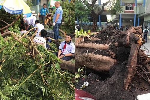 Bộ trưởng Giáo dục chia buồn với gia đình học sinh bị cây đè tử vong trong sân trường