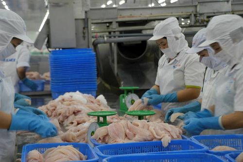 Chi tiết chương trình kiểm soát cá da trơn xuất khẩu sang Mỹ