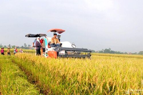 Đề xuất HĐND tỉnh ban hành chính sách hỗ trợ sản xuất nông nghiệp quy mô lớn