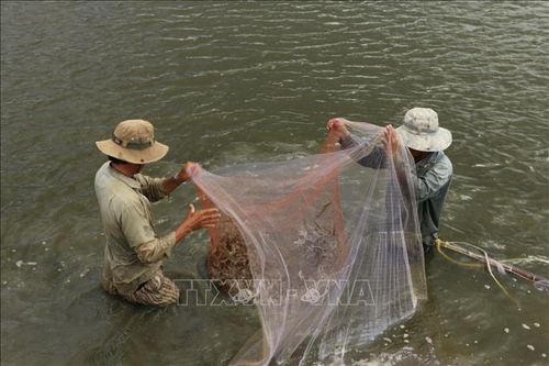 Phát triển ngành tôm nước lợ Việt Nam - Bài 1: Những thách thức lớn