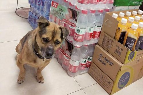 Chú chó quanh quẩn trong bệnh viện 3 tháng đợi chủ đã mất vì COVID-19