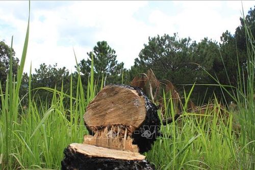 Phát hiện vụ phá rừng thông nội ô Đà Lạt