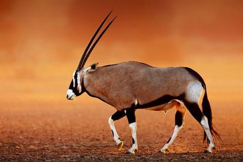 10 động vật được bảo tồn kịp thời trước nguy cơ tuyệt chủng (P2)