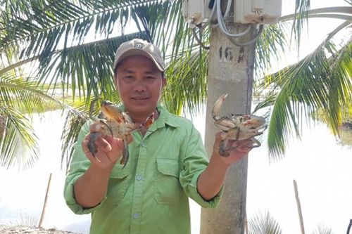 Nguồn cung khan hiếm, giá cua liên tục tăng