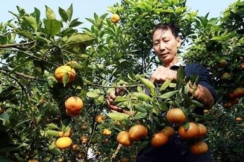 Hưng Yên xóa đói giảm nghèo: Những mũi giáp công