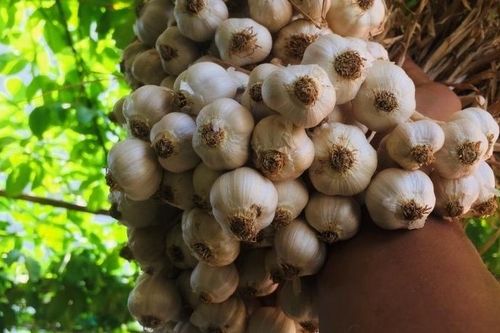 Gia tăng giá trị cho thương hiệu tỏi hữu cơ Lý Sơn