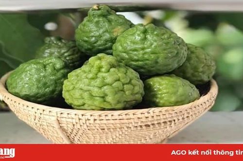 'Mở lối' cho cây đặc sản