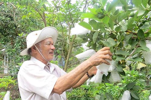 Chuyển đổi giống cây trồng hiệu quả giúp nông dân tăng thu nhập