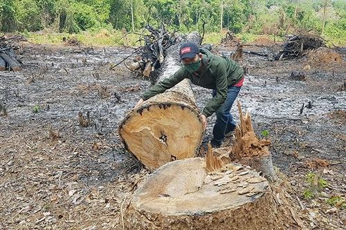 Rừng Tây Nguyên kêu cứu-Bài 2: Giữ lấy đại ngàn