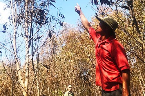 Rừng trồng chết khô vì hạn