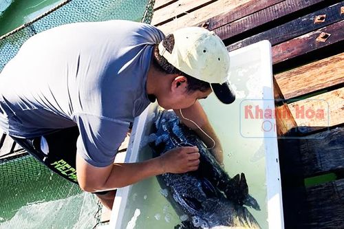 Chuyện về nghề nuôi cá biển