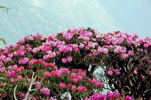 Mùa hoa 'thắp lửa' giữa mây ngàn