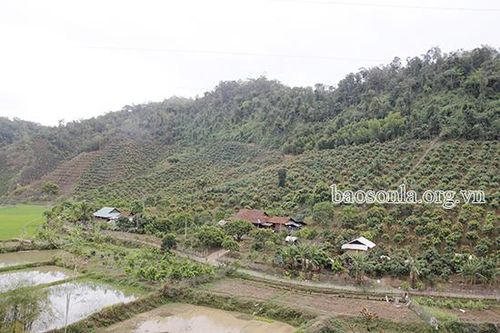 Bản Cống chuyển đổi cơ cấu cây trồng