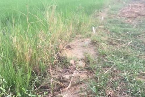 Giăng điện bẫy chuột, chuột chưa chết người đã tử vong
