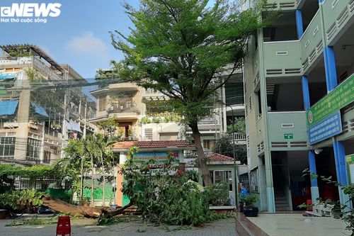 Cây phượng đổ, đè nhiều học sinh ở TP.HCM: Một em tử nạn, nhiều em bị thương