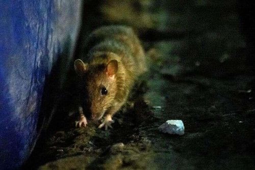Giữa mùa COVID-19, chuột Mỹ 'nổi điên, hung hăng', sẵn sàng giết đồng loại
