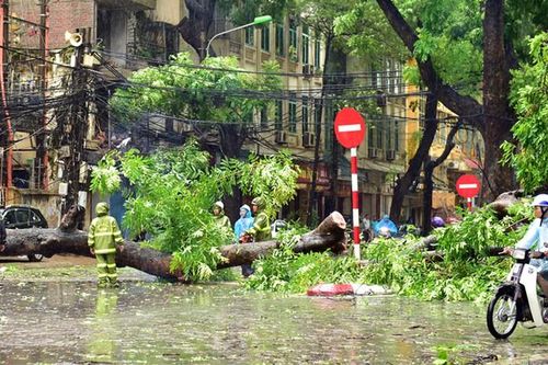 Ứng trực, giải tỏa cây xanh gãy đổ do mưa bão 24/24 giờ