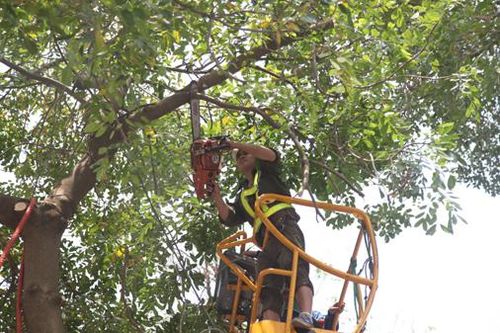 Hà Nội: Thường xuyên kiểm tra, rà soát cây xanh trong trường học