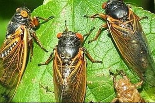 Con ve sầu của học giả Nguyễn Văn Vĩnh
